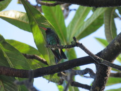 Chlorostilbon lucidus