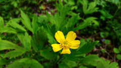 Ranunculus hispidus