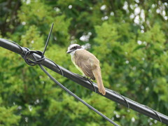 Pitangus sulphuratus