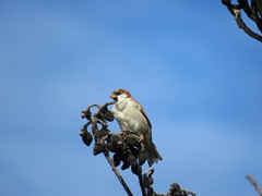 Passer domesticus