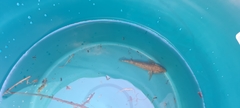 Gobiomorphus cotidianus