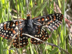 Euphydryas editha quino