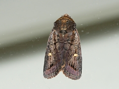 Proteuxoa hydraecioides