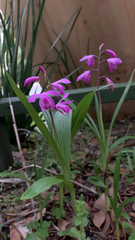 Bletilla