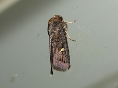 Proteuxoa hydraecioides