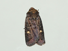 Proteuxoa hydraecioides
