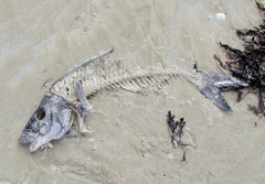 Latridopsis ciliaris