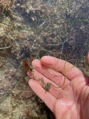 Chaetomorpha spiralis