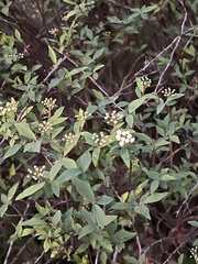 Spiraea cantoniensis