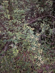 Spiraea cantoniensis