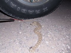 Crotalus cerastes cercobombus
