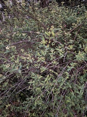 Spiraea cantoniensis