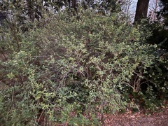 Spiraea cantoniensis