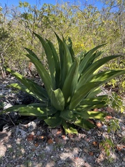 Agave caymanensis