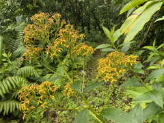 Dendrophorbium lucidum