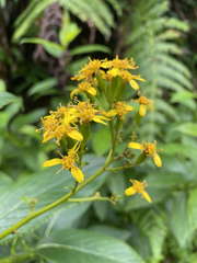 Dendrophorbium lucidum