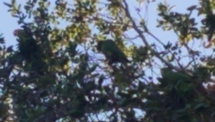 Psittacara erythrogenys