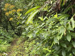 Dendrophorbium lucidum