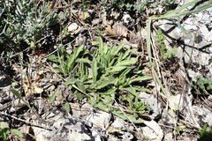 Convolvulus cantabrica