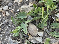 Convolvulus equitans