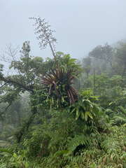 Glomeropitcairnia penduliflora
