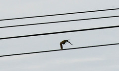 Rostrhamus sociabilis