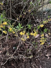 Forsythia viridissima