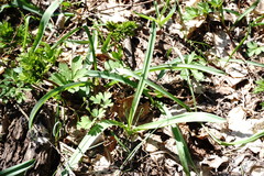 Allium decipiens quercetorum