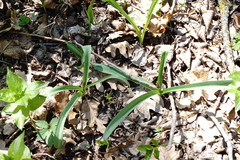 Allium decipiens quercetorum
