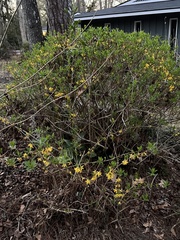 Forsythia viridissima