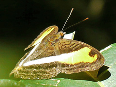 Adelpha cocala