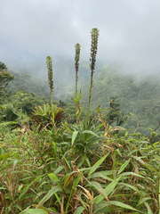 Lobelia stricta