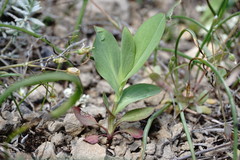 Bupleurum rotundifolium