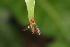 Nuntianus