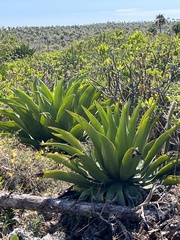 Agave caymanensis