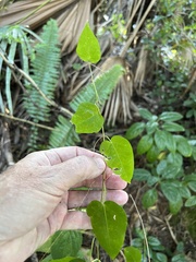 Ipomoea alba