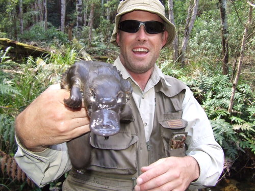 Platypus, Thomson VIC 3825, Australia, photo 9 of 10