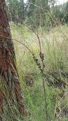 Allocasuarina diminuta
