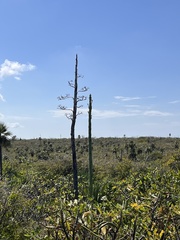 Agave caymanensis