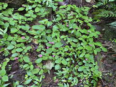 Chrysothemis melittifolia