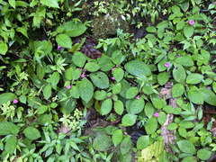 Chrysothemis melittifolia