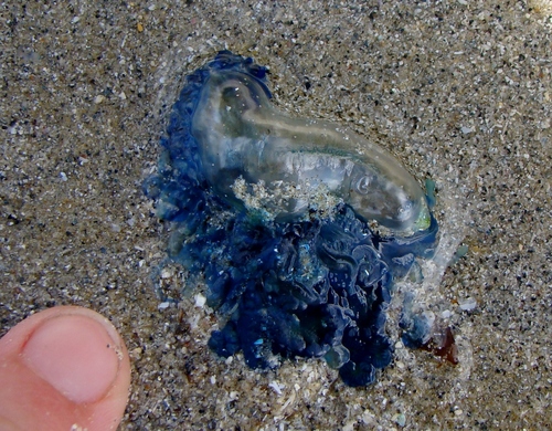 photo of Portuguese Man O' War (Physalia physalis)