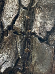 Micromphale arbuticola