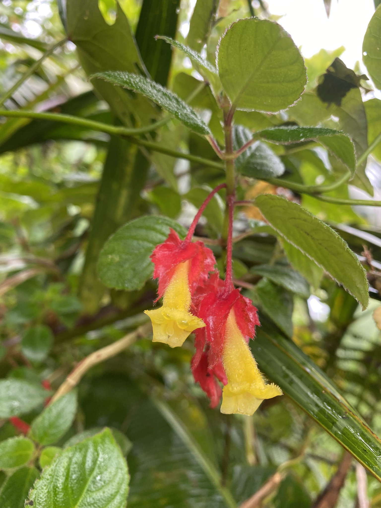 Crantzia cristata