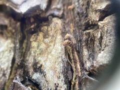 Micromphale arbuticola