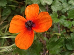 Papaver apulum
