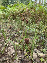 Trimezia martinicensis