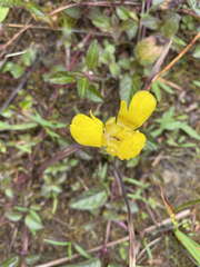 Trimezia martinicensis