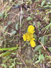 Trimezia martinicensis