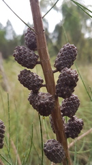 Allocasuarina diminuta